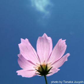 Flower, photo by Tanaka Juuyoh