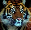 Tiger photo by Brian Mckay (Brimack)