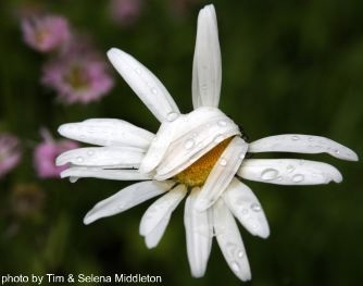 Shy Daisy, photo by Tim & Selena Middleton