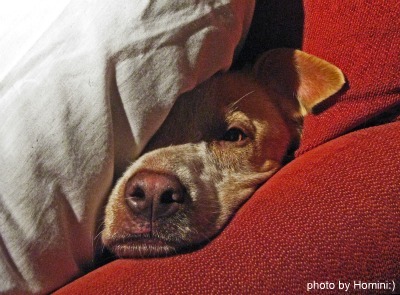Stubborn dog, photo by Homini