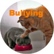 orange tabby bullying grey cat