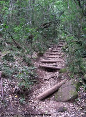 Forest path - Cecilia Forest, Cape Town