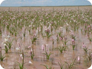 Namibia lilies blooming after rain