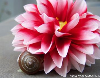 snail on flower, photo by quacktaculous