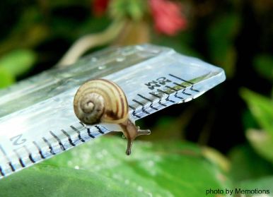 tiny snail on rule, too tiny to measure by Memotions